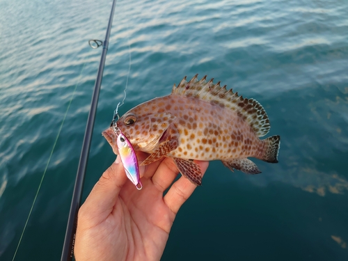 オオモンハタの釣果