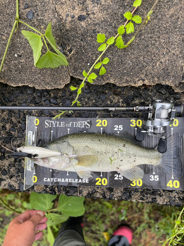 ブラックバスの釣果