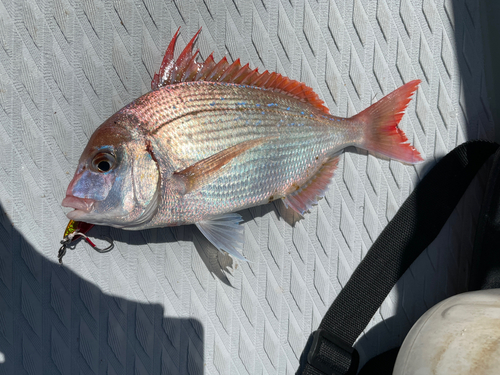 ハナダイの釣果