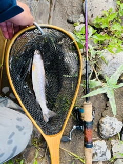 エゾイワナの釣果