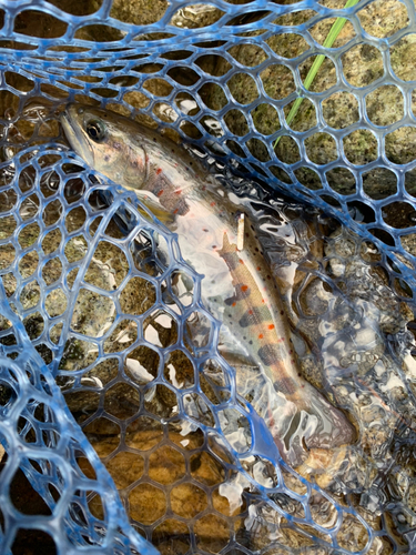 アマゴの釣果