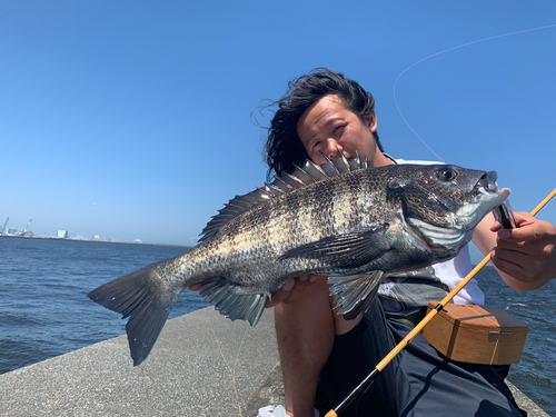 チヌの釣果