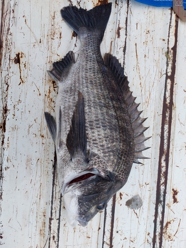 クロダイの釣果