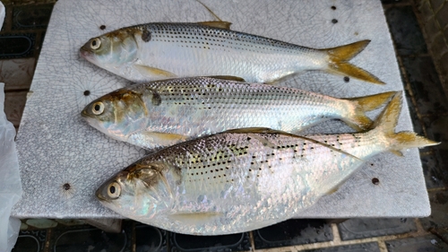 コノシロの釣果