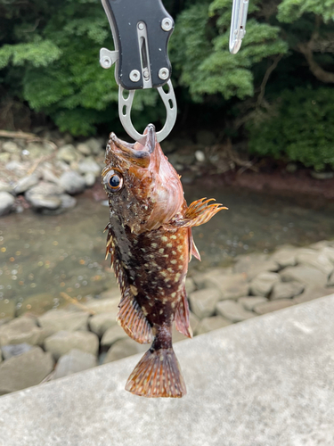 アラカブの釣果