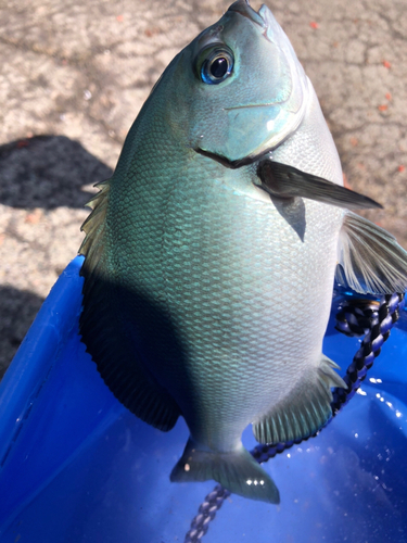 オナガグレの釣果