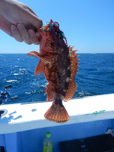 マハタの釣果