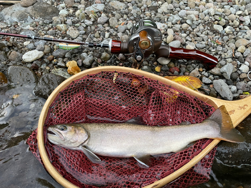 イワナの釣果