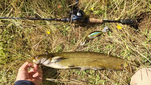 ナマズの釣果