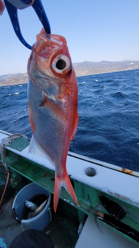 小田原沖の中深海釣り・キンメダイ狙い