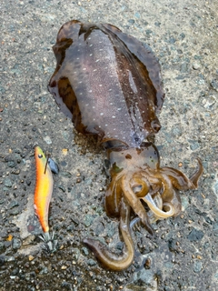 アオリイカの釣果