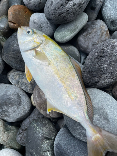 ショゴの釣果