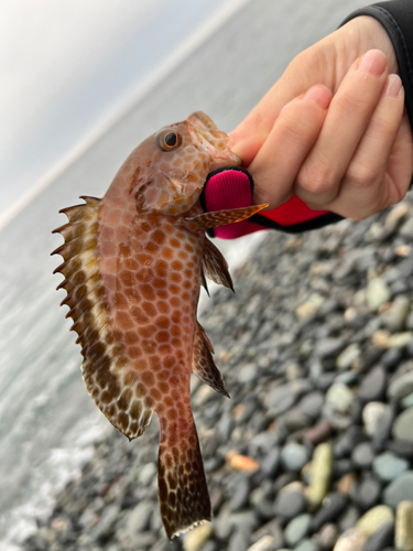 オオモンハタの釣果