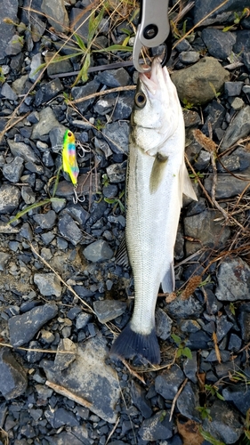 スズキの釣果