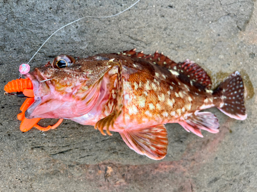 カサゴの釣果