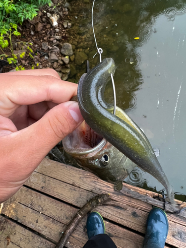 ブラックバスの釣果