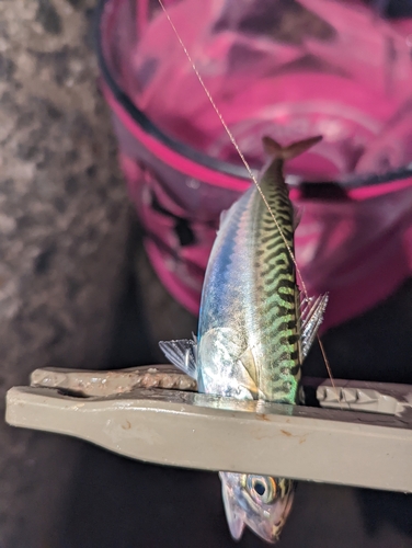 サバの釣果