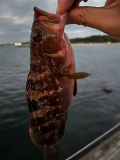 キジハタの釣果