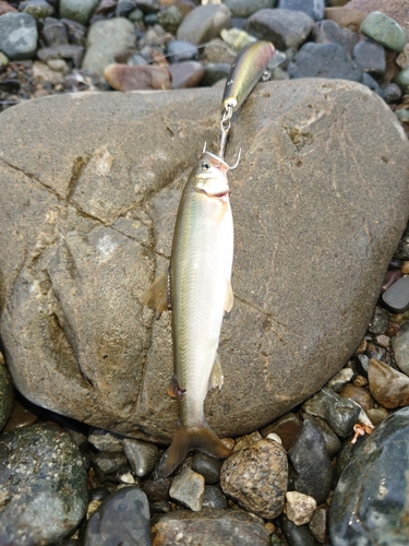 アユの釣果