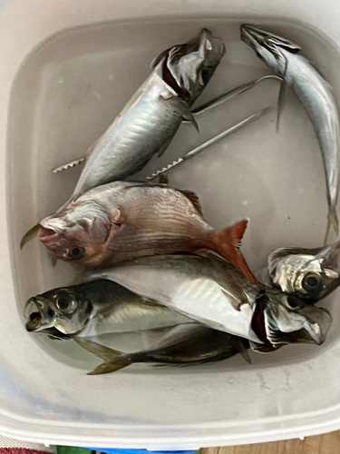 釣果