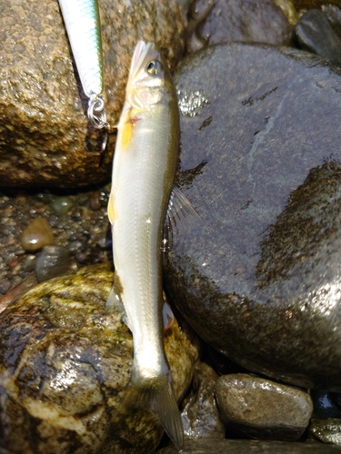 アユの釣果