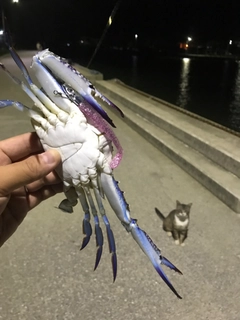 ワタリガニの釣果