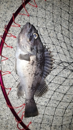 クロソイの釣果