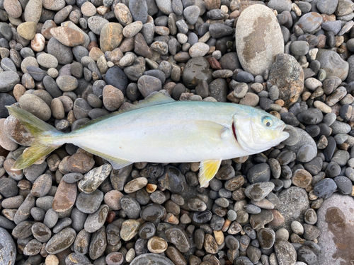 ツバスの釣果