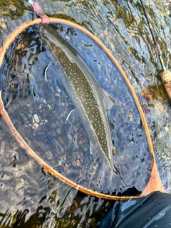 ニッコウイワナの釣果