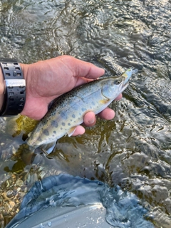 ヤマメの釣果