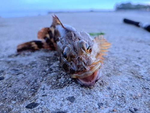 カサゴの釣果