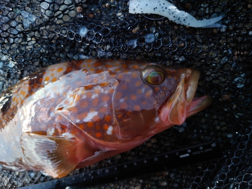 キジハタの釣果