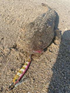 マゴチの釣果