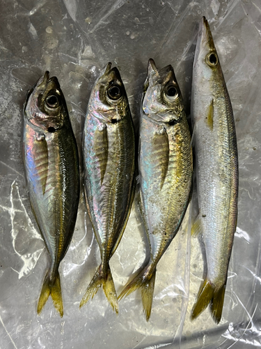 カマスの釣果