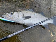 フッコ（ヒラスズキ）の釣果