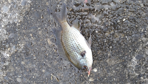 スズメダイの釣果