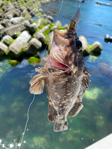 オウゴンムラソイの釣果