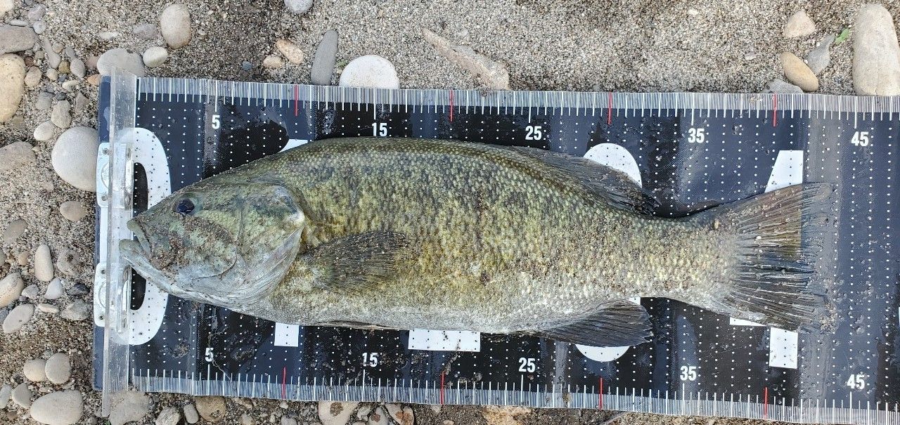 スモールマウスバス