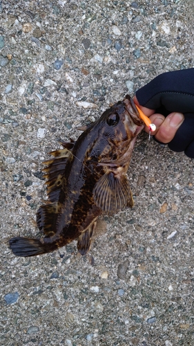 タケノコメバルの釣果