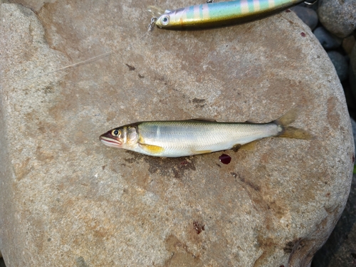 アユの釣果