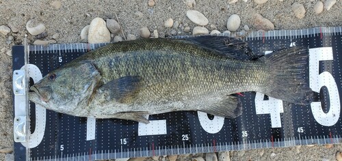 スモールマウスバスの釣果