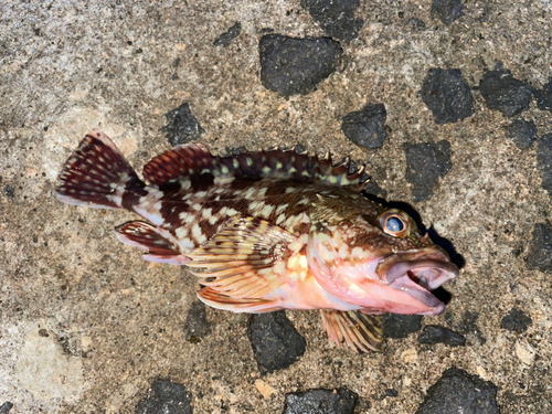 カサゴの釣果