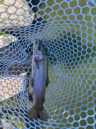 ニジマスの釣果