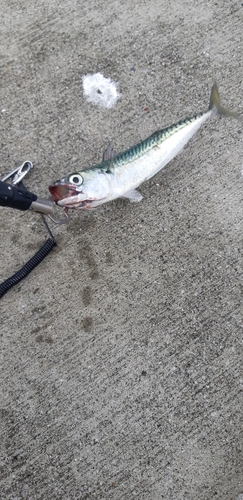 サバの釣果