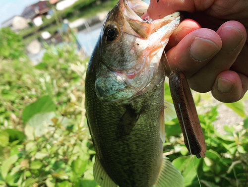 ラージマウスバスの釣果