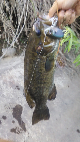 スモールマウスバスの釣果