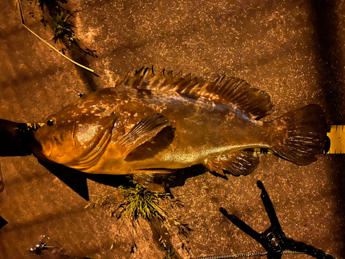 キジハタの釣果