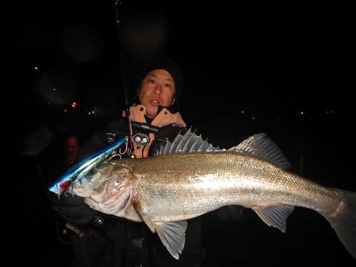 スズキの釣果