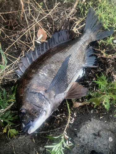 チヌの釣果