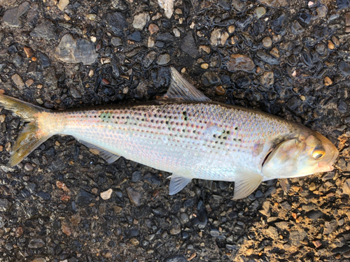 コノシロの釣果